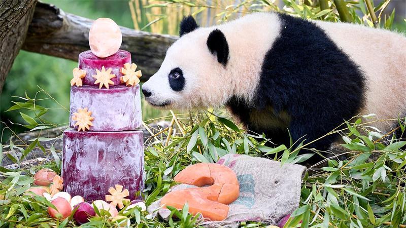 Die Torte steckt gefrorener Saft aus Karotten und Rote Beete.