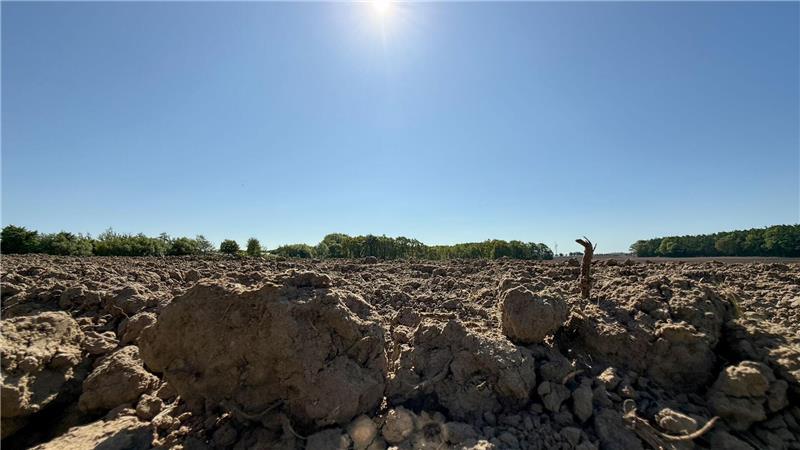 Anhaltende Trockenheit macht Hamburgs Störchen zu schaffen Die Trockenheit macht es den Störchen teils schwer, ausreichend Nahrung zu finden. (Archivbild)