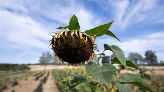 Die Trockenheit wird sich weiter verstärken, heißt es vom Wetterdienst.