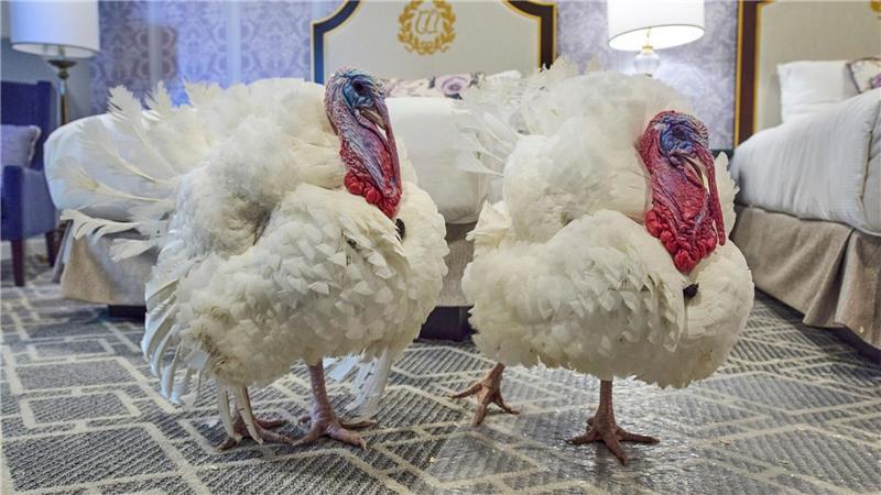 Die Truthähne „Waddle“ und „Gobble“, die vor Thanksgiving symbolisch vom US-Präsidenten „begnadigt“ werden, stehen in ihrem Hotelzimmer.