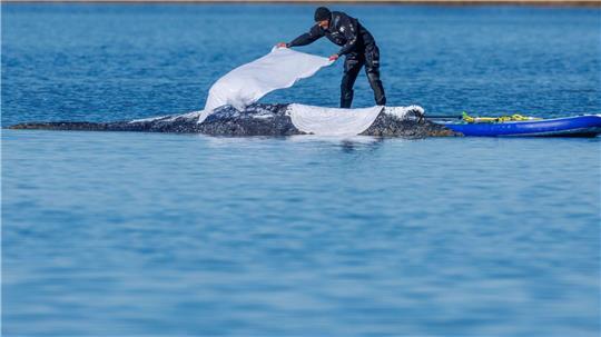 Die Tücher sollen die Haut des Wales schützen.