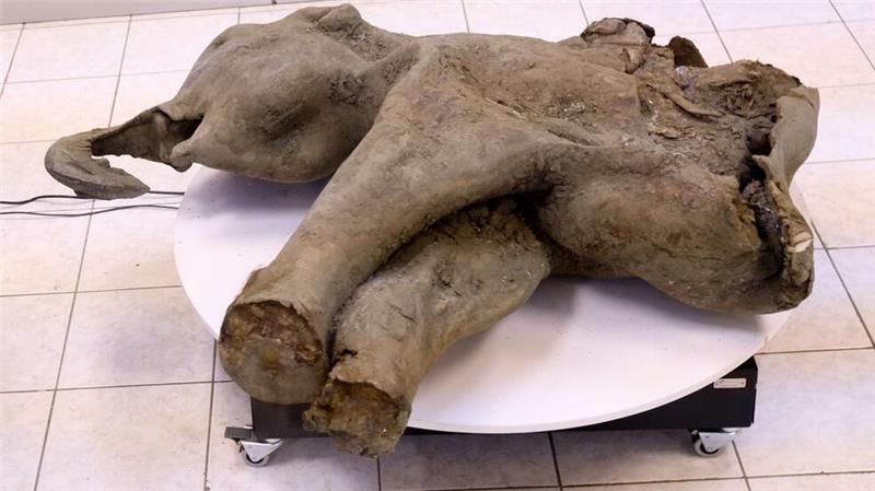 Gut erhaltenes Mammut-Baby in Russland entdeckt Die Überreste des von Dorfbewohnern in Sibirien entdeckten Mammut-Babys sind nach Forscherangaben außergewöhnlich gut erhalten.