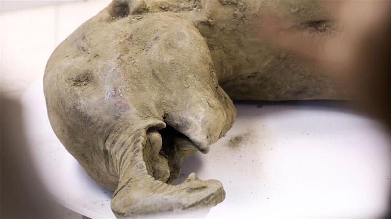 Gut erhaltenes Mammut-Baby in Russland entdeckt Die Überreste eines Mammut-Babys wurde durch das Schmelzen des Permafrostbodens im russischen Sibirien freigelegt.