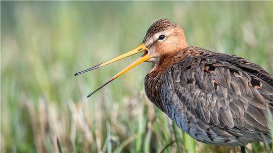 Die Uferschnepfe ist gefährdet. (Archivbild)