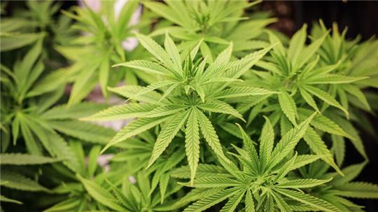 Die Umsetzung der Cannabis-Lagalisierung kommt die Steuerzahler teuer zu stehen. (Archiv-Foto)