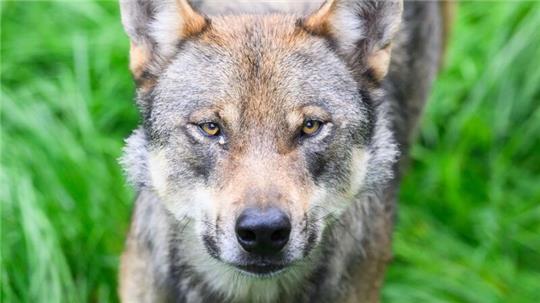 Die Umweltminister von Bund und Ländern hatten sich vor rund drei Wochen darauf verständigt, dass problematische Wölfe, die Schutzzäune überwunden und Nutztiere gerissen haben, in Deutschland künftig deutlich schneller als bisher getötet werden können.