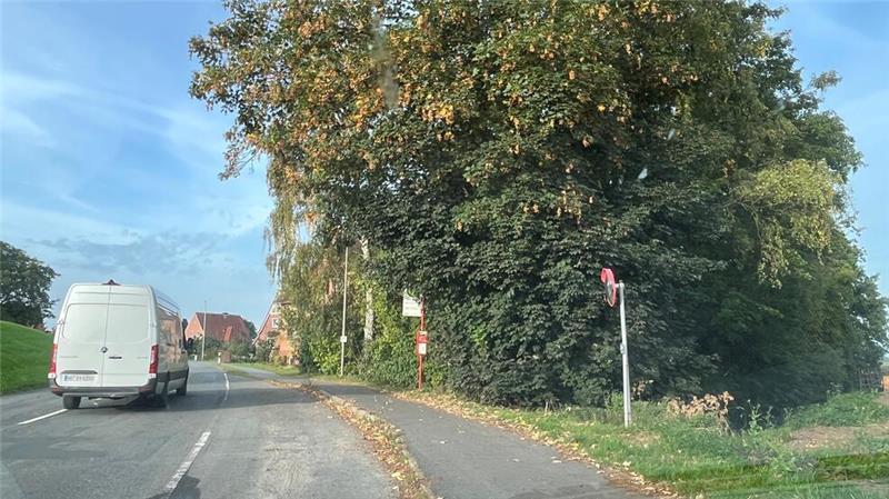 Die Untere Naturschutzbehörde drängt auf den Erhalt der Bäume an der K39 in Königreich.