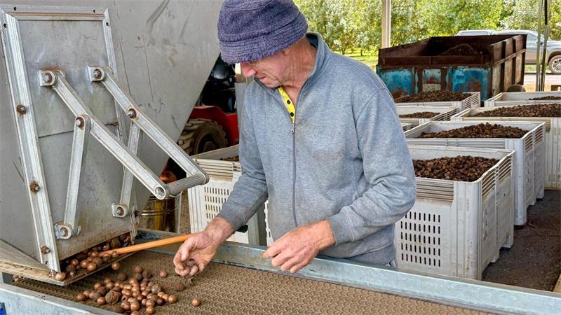 Supernuss Macadamia: Eine Australierin zum Anbeißen Die Verarbeitung von Macadamia ist aufwendig.