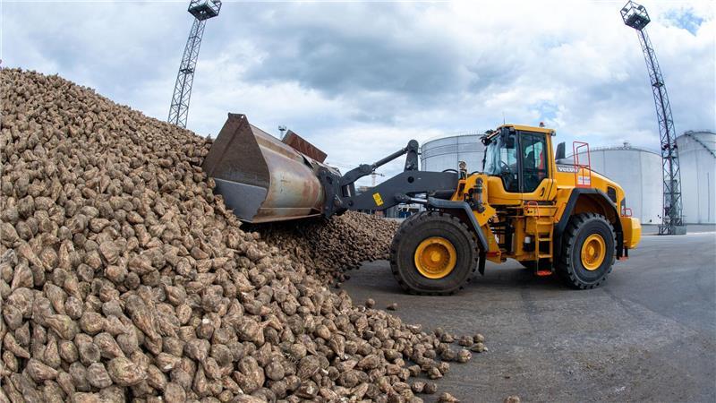Die Verarbeitung von Zuckerrüben ist beendet. (Archivbild)