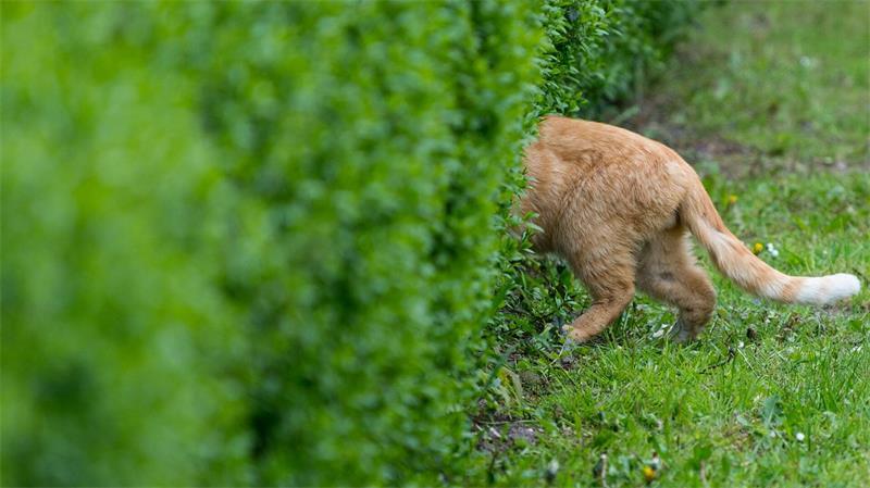 Die Verordnung soll die unkontrollierte Vermehrung streunender Katzen eindämmen. (Symbolbild)