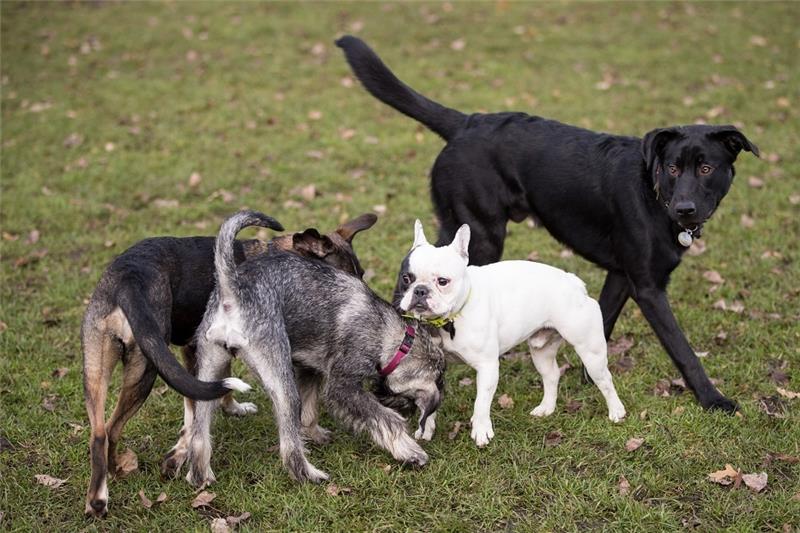 Die Verwaltung forderte eine Erhöhung der Hundesteuer um 20 Euro für den ersten Hund und für jeden weiteren um 10 Euro. Foto: dpa-Bildfunk