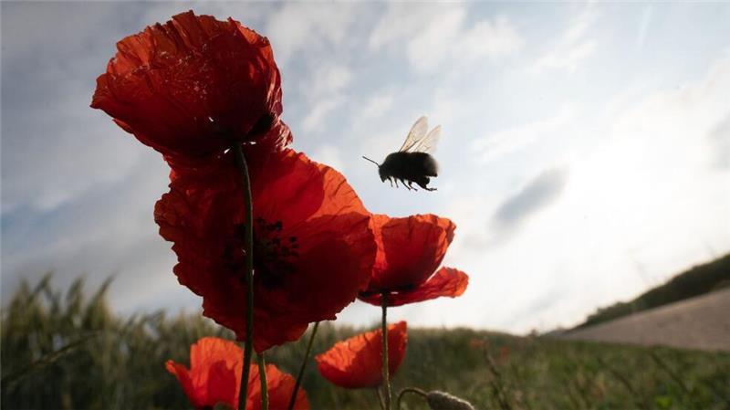 Die Vielfalt der Insekten ist stark gesunken (Symbolbild).