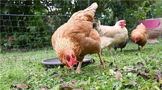 Die Vogelgrippe ist eine Tierseuche, die insbesondere bei Hühnern, Puten, Enten, Gänsen, aber auch bei anderem Geflügel sowie Wildvögeln auftreten kann.