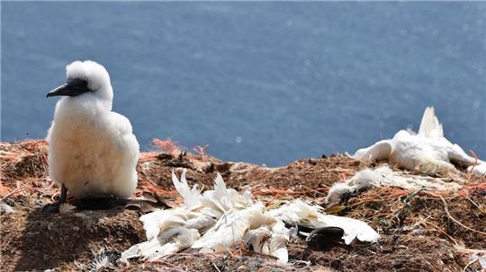Die Vogelgrippe ist erneut auf der Hochseeinsel Helgoland angkommen. Archiv-Foto: Rauch