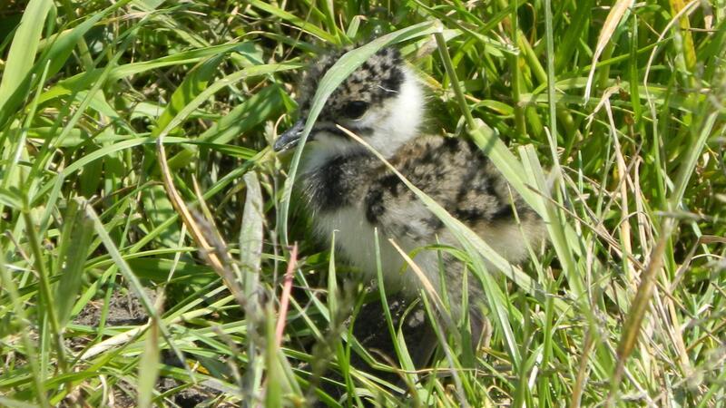 Die Vogelschutzwarte Niedersachsen beringt Kiebitz-Küken.