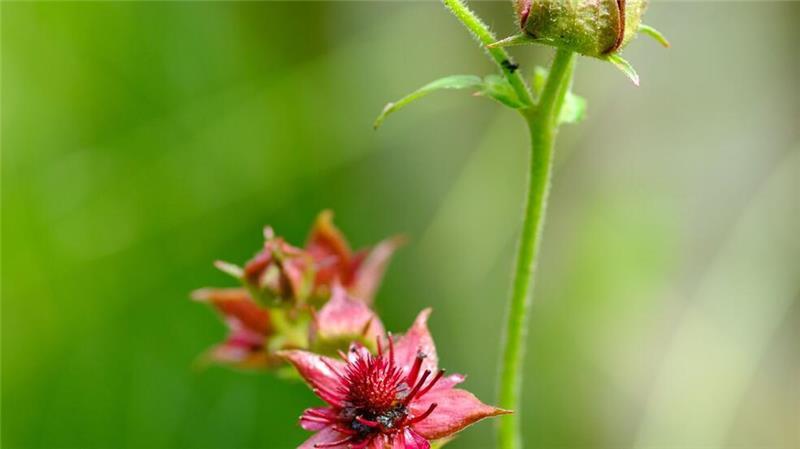 Sumpf-Blutauge ist „Blume des Jahres 2025“ Die Wahl soll auch ein Zeichen für den Schutz von Mooren setzen.
