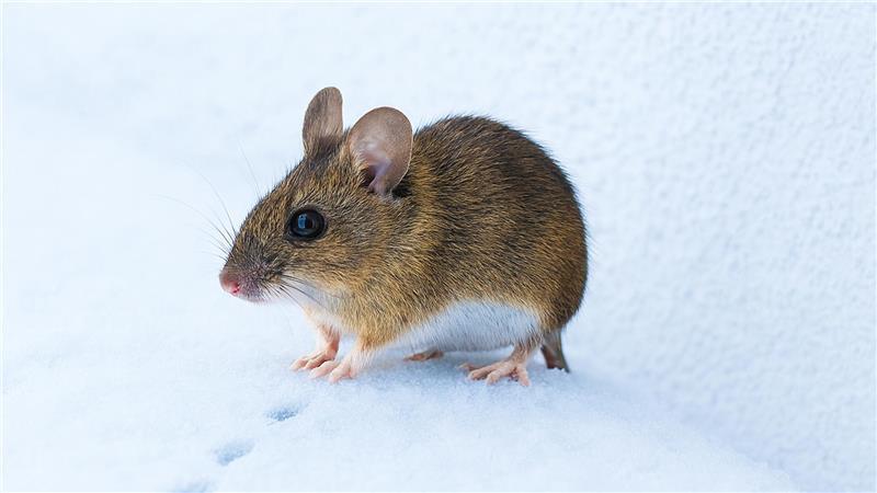 Die Waldmaus kann in Höhlen unter dem Schnee gut überleben.