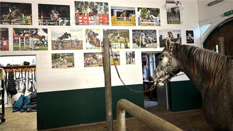 Triumph beim Masters in Verden: Pferdezucht aus Fredenbeck dominiert Die Wand der Erfolge und ein junges Pferd am Anbinder: Nur die besten Pferde aus der Zucht und dem Stall Wiebusch werden hier verewigt. Der gekörte Hengst gehört bald dazu.