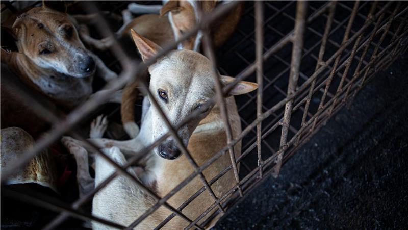 Die Warnung vor einem vermeintlichen Hundequäler bewahrheiteten sich nicht.