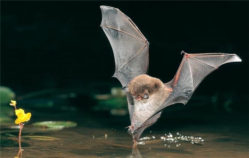 Wo im Kreis Stade nachts die Fledermäuse los sind Die Wasserfledermaus kann Insekten mit der Schwanzflughaut fangen. Foto: Nabu