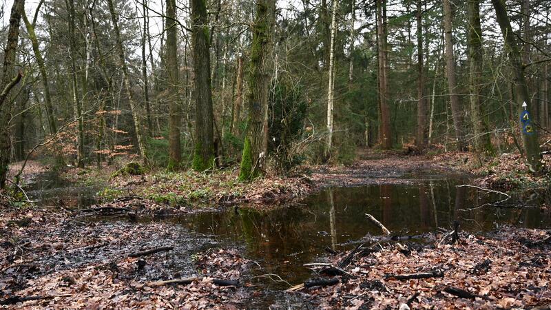 Die Wassermassen kann selbst der luftige Waldboden nicht mehr aufnehmen.