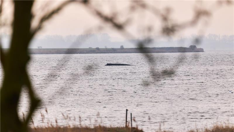 Die Wasserschutzpolizei kann keine Veränderung des Zustands des Wales beobachten (Archivbild).