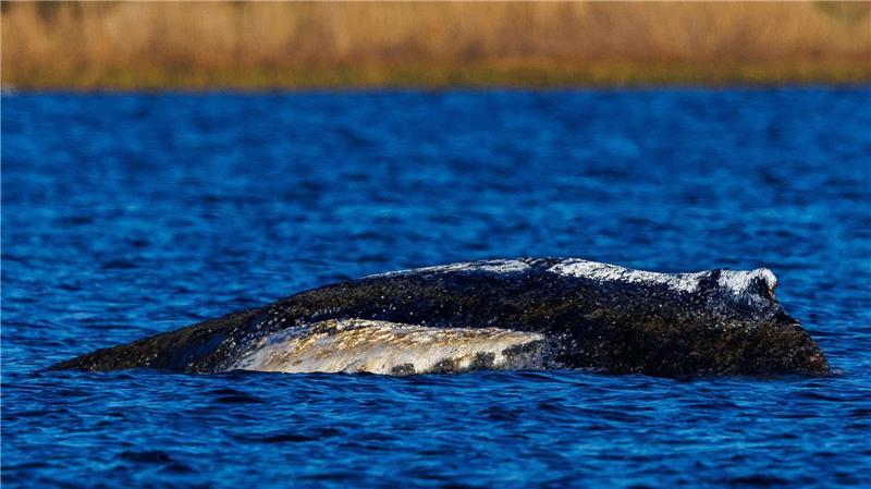 Die Wasserstände in der Wismarer Bucht bleiben laut Vorhersage niedrig.