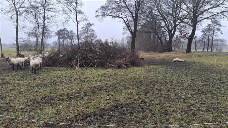 Nach Hetzjagd: Schafherde in Börde Lamstedt erneut von Wölfen attackiert Die Weide wenige hundert Meter hinterm Dorf war mit Wolfschutzzaun versehen.