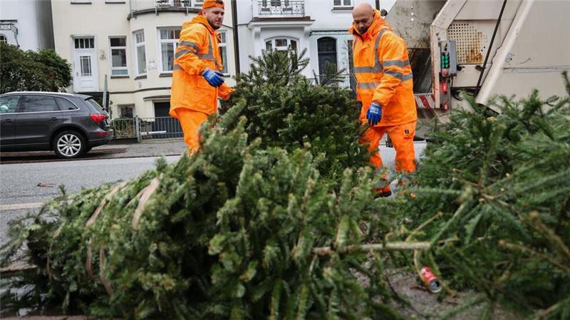Stadtreinigung startet Abholaktion der Weihnachtsbäume Die Weihnachtsbäume müssen abgeschmückt und ohne Holzständer sein.