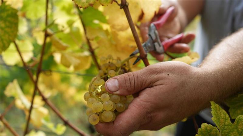Es wird weniger Wein getrunken Die Weinbranche reagiert mit sinken Preisen auf die schwächere Nachfrage. (Archivbild)