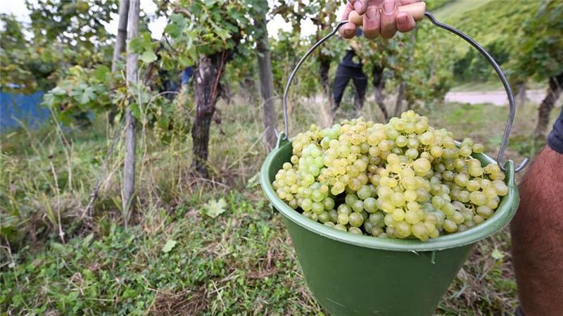 Deutsche Winzer ernten weniger Trauben als im Vorjahr Die Weinernte 2024 fällt voraussichtlich fast fünf Prozent geringer aus als im Vorjahr. (Archivbild)