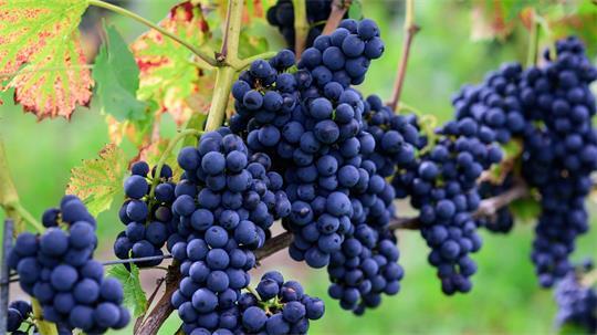 Die Weinlese liegt 2026 wieder unter dem Durchschnitt - etwa 30 Prozent entfallen auf rote Trauben. (Archivbild)