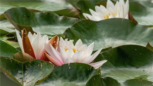 Die Weiße Seerose bietet Nahrung für viele Insekten.