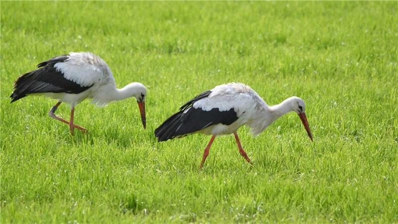 Die Weißstörche versorgen sich auf der Wiese mit Nahrung.
