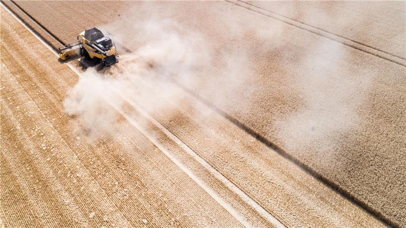Extrem-Regen und Raisa-Brand: Stader Landwirte in Sorge um Weizenernte Die Weizenernte bereitet den Landwirten momentan Sorgen. Statt mit Trockenheit, wie auf dem Foto, müssen die Landwirte mit Nässe kämpfen.