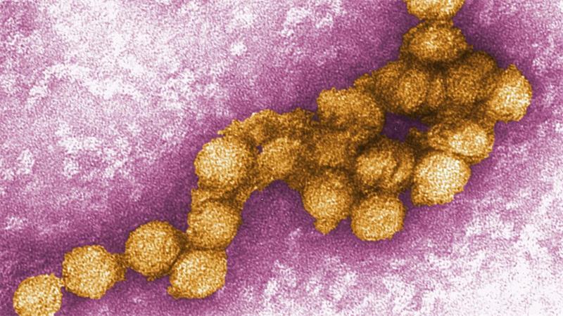 Die Weltgesundheitsorganisation (WHO) hatte erst kürzlich wegen mehrerer Erkrankungen an West-Nil-Fieber in Südeuropa zu verstärkter Wachsamkeit aufgerufen.