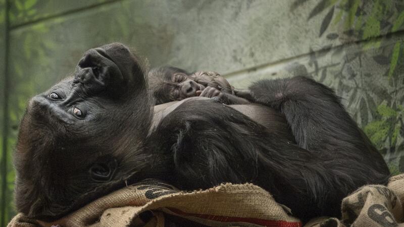Nachwuchs für vom Aussterben bedrohte Gorillas Die Westliche Flachlandgorilla-Dame Mjukuu kuschelt mit ihrem Baby.