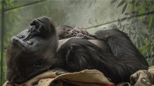 Die Westliche Flachlandgorilla-Dame Mjukuu kuschelt mit ihrem Baby.