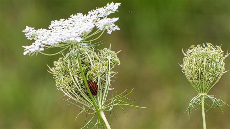 Die Wilde Möhre ist eine Blütenpflanze des Hochsommers. Die letzten weißen Dolden blühen bis in den Herbst hinein.