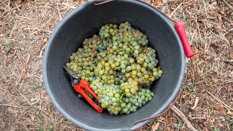 Die Winzer produzieren wieder weniger Wein. (Archivbild)