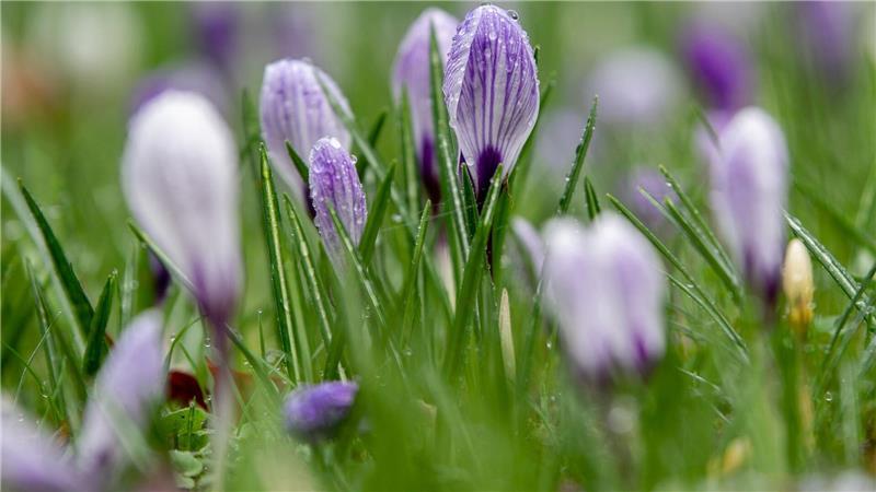 Die Woche bringt sowohl Regen als auch einen Hauch von Frühling. (Archivbild)