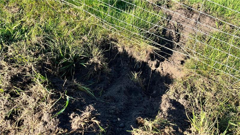 Die Wölfe haben an zwölf Stellen versucht, den Zaum zu untergraben. Hier ist es ihnen nicht gelungen.