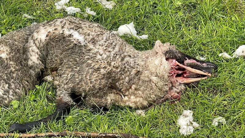Die Zahl der Angriffe auf Weidetiere ist in den vergangenen Wochen wieder sprunghaft angestiegen. Meistens sind Schafe die Beute. Dieses Tier tötete ein Wolf auf der Elbinsel Hahnhöfersand.