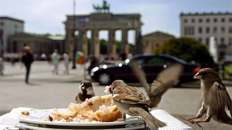 Die Zahl der Haussperlinge in Berlin ist immens geschrumpft. (Archivbild)