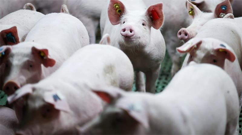 Die Zahl der Schweine pro Betrieb liegt 2025 im Schnitt bei 2.041,7. (Archivbild)