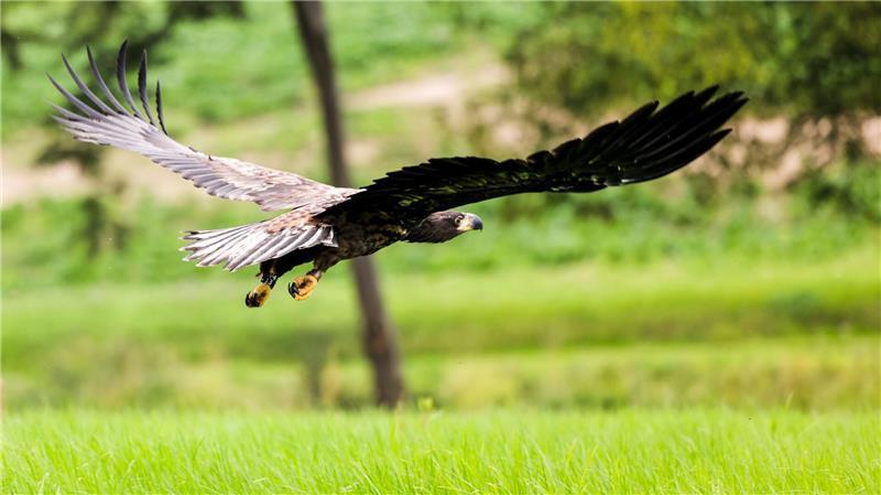 Die Zahl der Seeadler hat zugenommen. (Symbolbild)