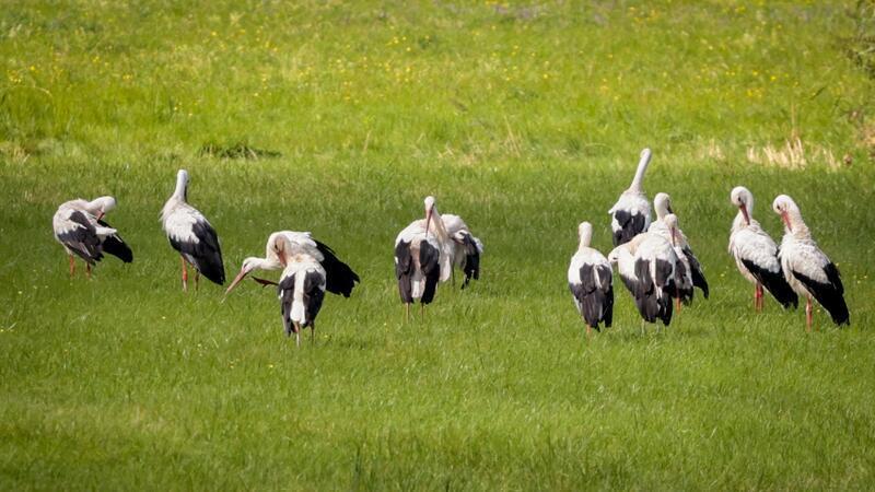 Die Zahl der Störche in Niedersachsen und Bremen ist gewachsen. Der viele Regen wirkte sich teils positiv aus.