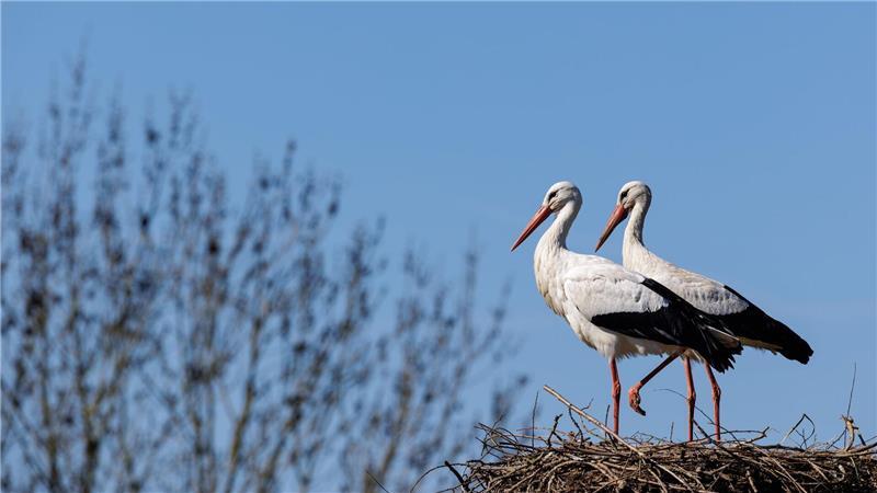 Die Zahl der Störche ist in Deutschland deutlich gestiegen. Das Lag nach Experteneinschätzung vor allem an den Westziehern. Viele von ihnen fliegen dank ausreichender Nahrungsquellen in Westeuropa nicht mehr die kraftraubende Langstrecke bis nach Afrika. Damit sind sie weniger Risiken ausgesetzt. 