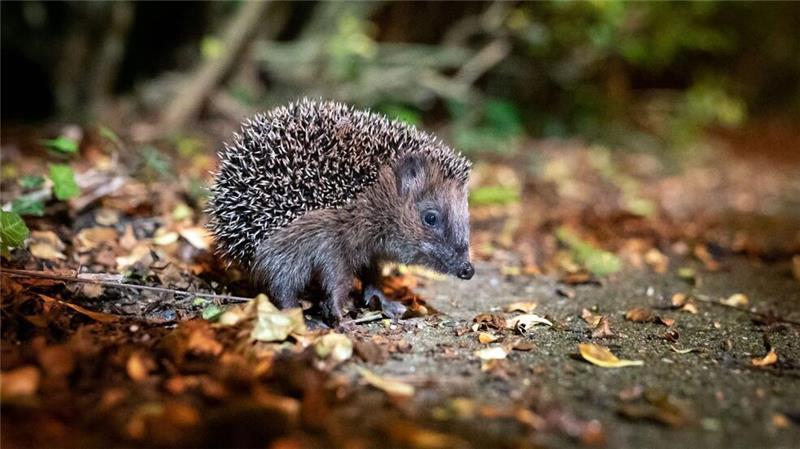 WWF-Bericht: Igeln geht es schlechter, Seeadlern besser Die Zahl der Westeuropäischen Igel, auch Braunbrustigel genannt, geht stark zurück. (Archivbild)