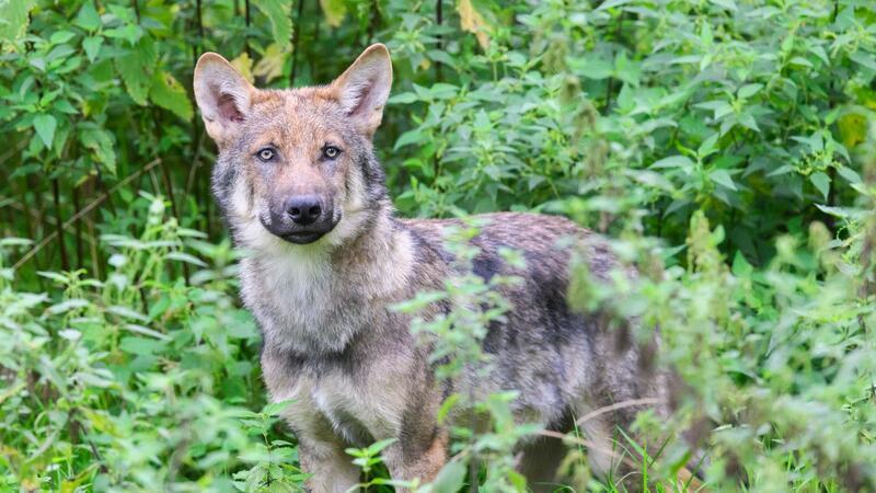 Mehr Wolfsschutz: Beim Prämien-Antrag muss es schnell gehen Die Zahl der Wölfe ist stark gestiegen - mehr als 500 leben mittlerweile in Niedersachsen. (Symbolbild)